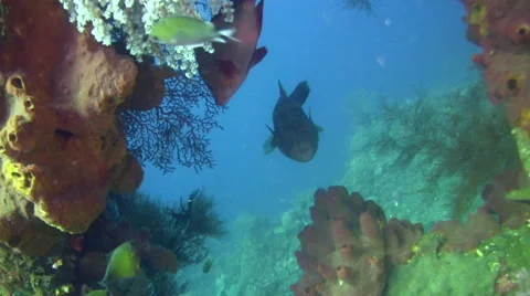 Blue-spotted pufferfish (Arothron caeruleopunctatus) Stock Footage 59219132