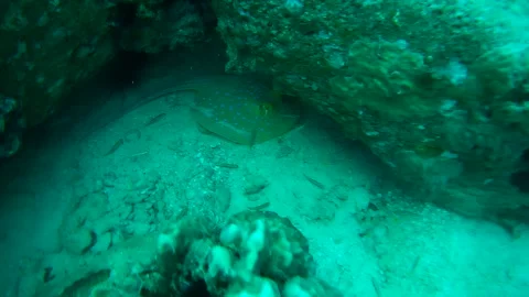Blue spotted ray and coral reef in the sea Stock Footage 246787008