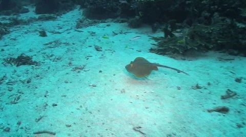 Blue-spotted Ray 動画素材 349720