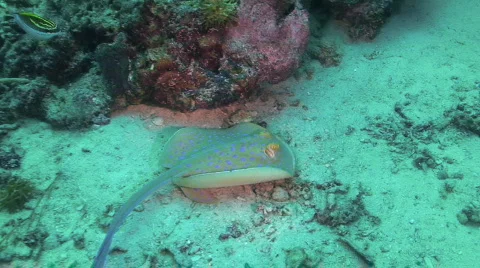 Blue-spotted Ray 動画素材 351143