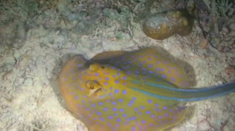 Blue-spotted Ray Stock Footage 352302