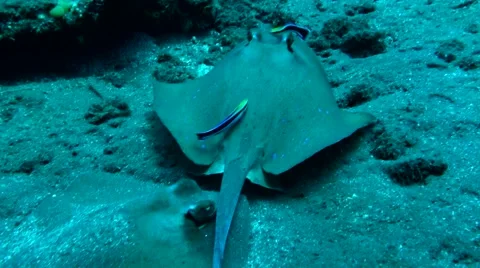 Blue-Spotted Ray Stock Footage 45163278