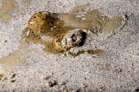 Blue spotted ray hiding in the sandy button Stock Photos