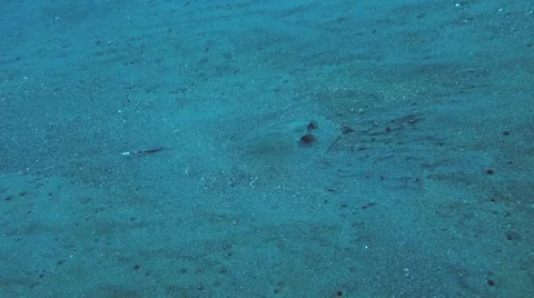 Blue-Spotted Ray Sneak Up.m2ts Stock Footage 45163430