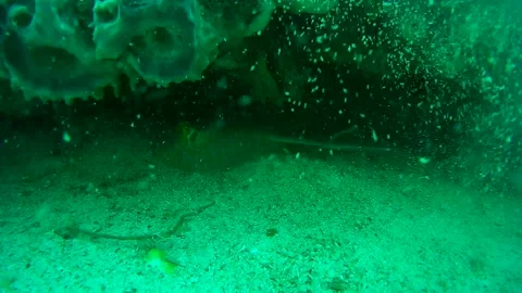 Blue spotted rays in the sea, Gulf of Thailand Stock Footage 246490188