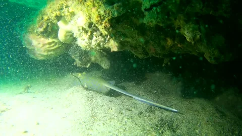 Blue spotted rays in the sea, Gulf of Thailand Stock Footage 246490212