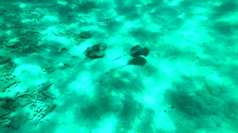 Blue-spotted ribbed stingray lying on the sand or swimming among corals Vidéo 197371891
