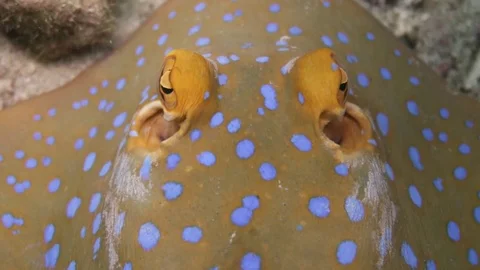 Blue spotted ribbon tail stingray Stock Footage 80744717