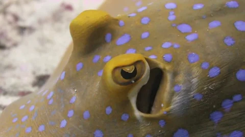 Blue spotted ribbon tail stingray Stock Footage 80854514