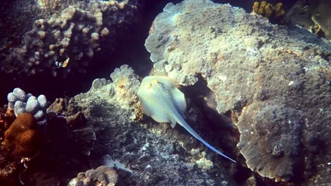 Blue spotted Ribbon-tail Stingray swimming among coral reef. Scuba diving or 库存影片 196002625