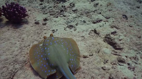 Blue Spotted Ribbontail Ray on Sandy Seabed in Red Sea Stock Footage 316578057