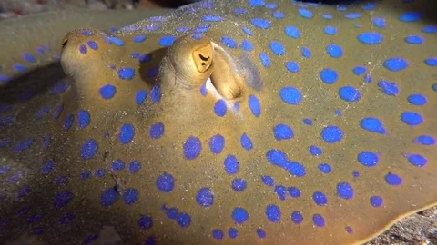 Blue Spotted Ribbontail Stingray Stock Footage 77256603