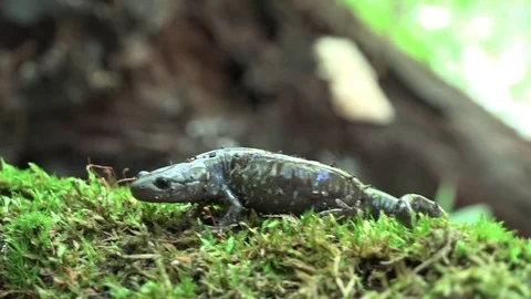 Blue Spotted Salamander Video stock 81820839