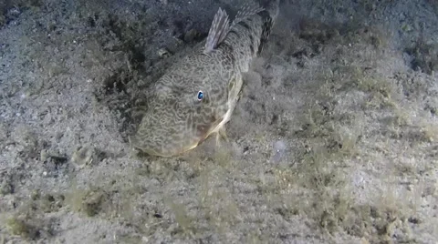 Blue Spotted Sea Robin Video stock 64461386