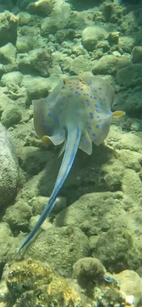 Blue Spotted Sringray underwater fish and marine life scuba diving Red Sea  動画素材 251361605