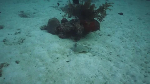 Blue Spotted Sting Ray Being Cleaned In The Sand Stock Footage 270340659