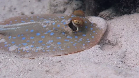 Blue Spotted Sting ray close up and turn Stock Footage 158984948
