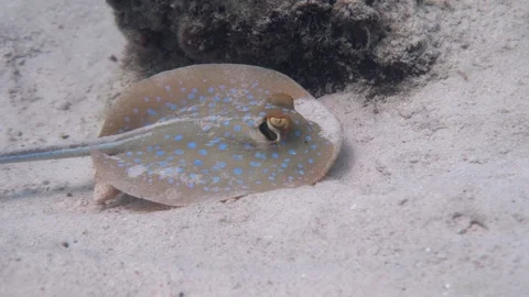 Blue Spotted Sting ray Slow Track Pan Stock Footage 158984881