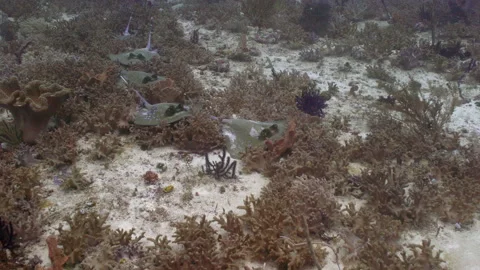 Blue spotted sting rays on sandy bottom Stock Footage 131063043