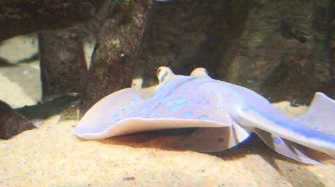 Blue Spotted Stingray 3 Stock Footage 87974