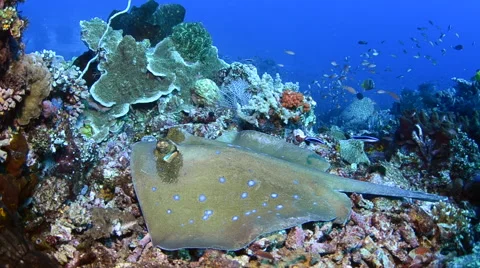 Blue Spotted Stingray Being Cleaned Video stock 64260621