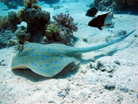 Blue Spotted Stingray, Bluespotted ribbontail ray. A beautiful stingray. Stock Photos