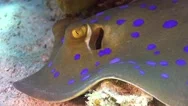 Blue Spotted Stingray On Coral Reef Stock Footage