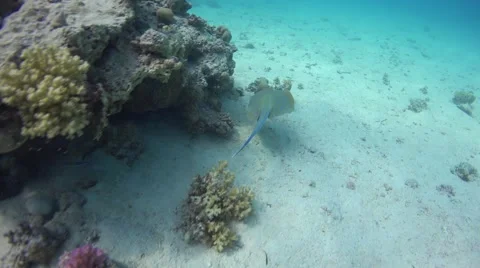 Blue Spotted Stingray on Coral Reef Stock Footage 64897622