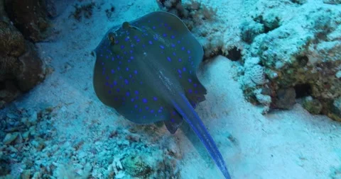 Blue Spotted Stingray on Coral Reef sheltering under coral Stock Footage 266097530