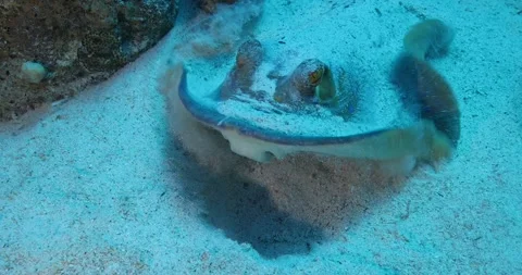 Blue Spotted Stingray on Coral Reef sheltering under coral on sandy bottom Stock Footage 283530400