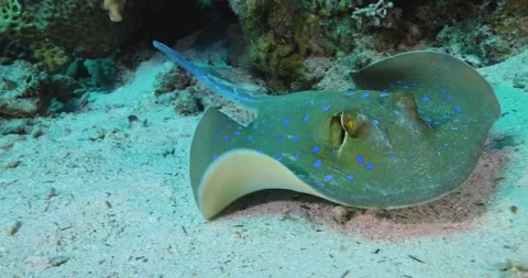 Blue Spotted Stingray on Coral Reef sheltering under coral on sandy bottom Stock Footage 301855395