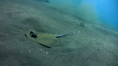 Blue-spotted stingray (Dasyatis kuhlii) swimming on the sand 2 Stock Footage