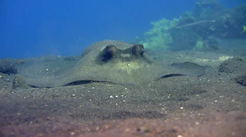 Blue-spotted stingray (Dasyatis kuhlii) digging the sand Stock Footage