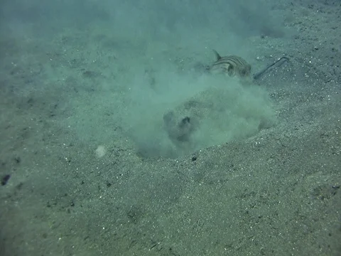 Blue-spotted stingray digging the sand looking for food Stock Footage