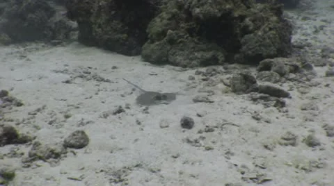 Blue Spotted Stingray (fast!) Video stock 10564948