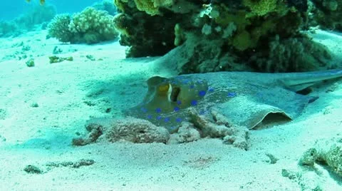 Blue spotted stingray Stock Footage 10587217