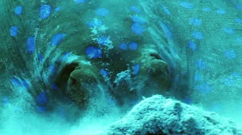 Blue spotted stingray Stock Footage 11973917