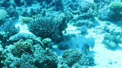 Blue spotted stingray Stock Footage 12421498