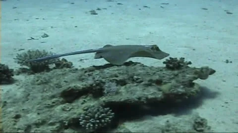 Blue spotted stingray Stock Footage 22571565