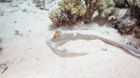 Blue Spotted stingray Stock Footage