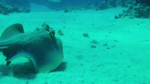 Blue  spotted stingray Video stock 137845190