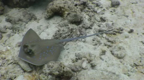 Blue Spotted Stingray Frolicing About Stock Footage