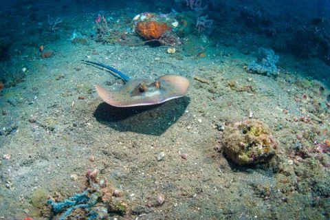 Blue spotted stingray Stock Photos