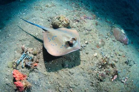 Blue spotted stingray Stock Photos