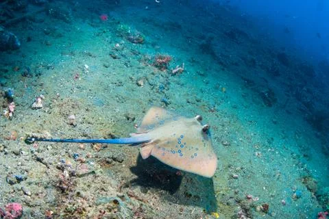 Blue spotted stingray Stock Photos