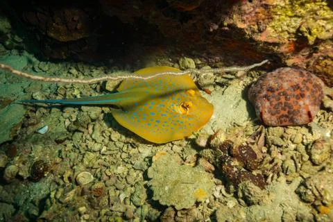 Blue spotted stingray Stock Photos