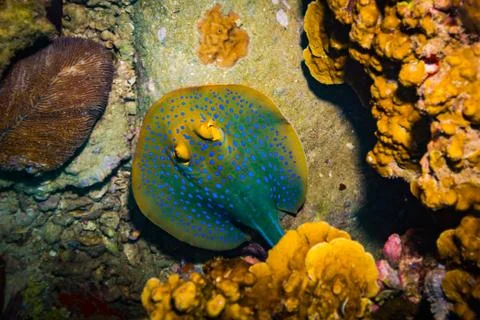 Blue spotted stingray Stock Photos