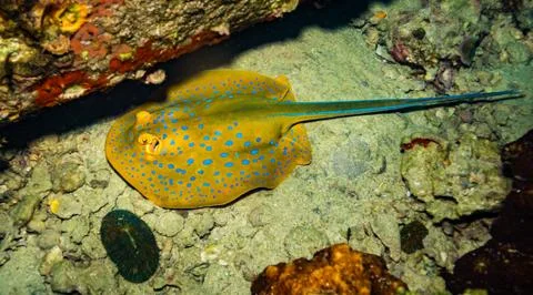 Blue spotted stingray Stock Photos