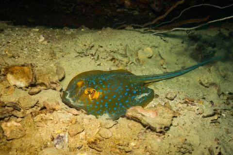 Blue spotted stingray Stock Photos
