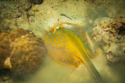 Blue spotted stingray Foto stock